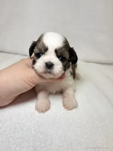 Filhote de cachorro temperamento dócil Shih tzu/Shitzu
