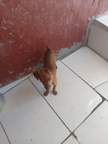 Vende se pincher 1