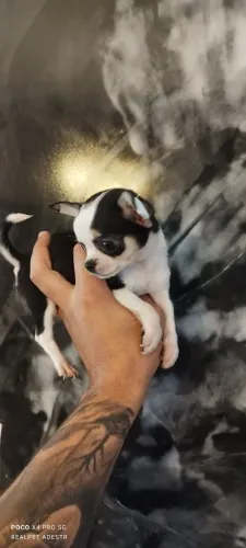 Chihuahua micro 