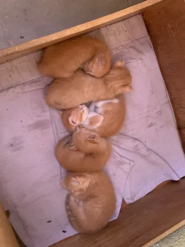 Filhotes de gato laranja