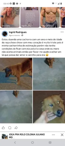 Cachorra doação 