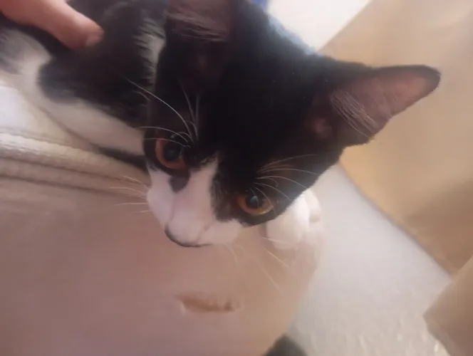 Gato macho frajola 