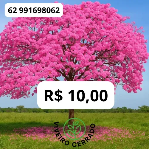 Muda de Ipê Rosa 
