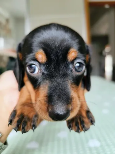 Dachshund Fêmea Preta e Canela - Salsicha Cofap Basset Goiânia