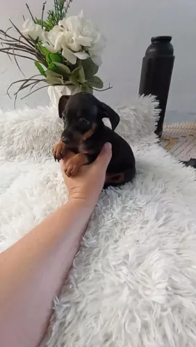 Pinscher macho