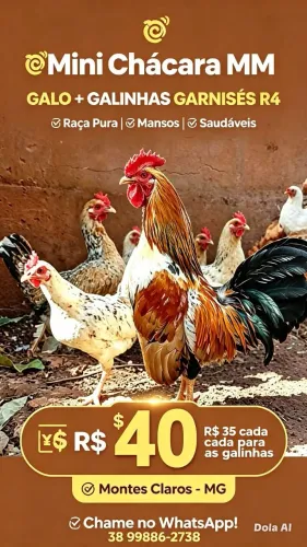 Galo e galinhas