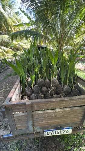 Mudas de coco anão