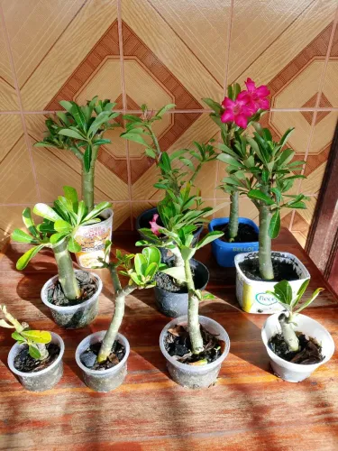 Mudas de rosa do deserto 