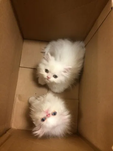 Gatos Persas Brancos Filhotes Lindíssimos