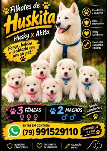 Filhotes Huskita