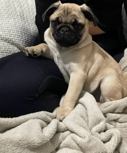 Pug