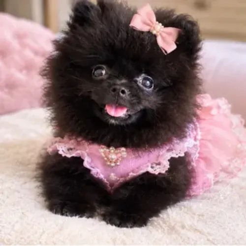 Spitz ananzinha 