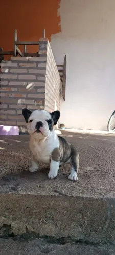 Buldog francês macho