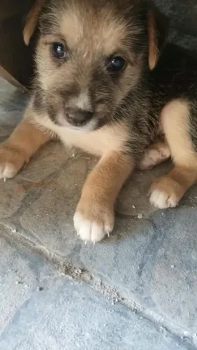 Cachorra
