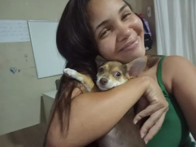 Cachorrinha Pincher 6 meses marrom vermifugada