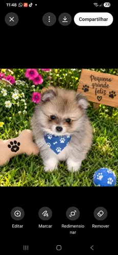 Lindo lulu machinho 