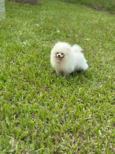 Lulu da pomerania anão Spitz Alemão 1900 Inicial Filhotes Disponíveis