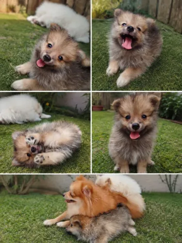 Lulu da Pomerânia macho