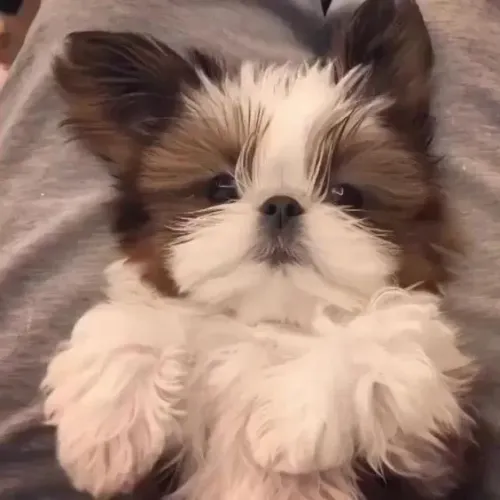 O Shih Tzu conquista pelo jeito doce e encantador.