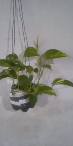 Planta Jiboia (Entrega grátis)