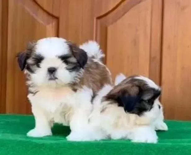 Shihtzu Mini Filhotes Extraordinários.