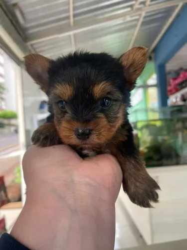 Filhote de Yorkterrier machinho mini a pronta entrega