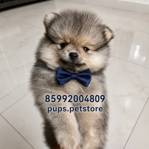 Spitz alemão anão macho