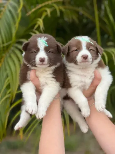 Border collie filhote