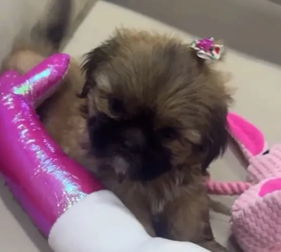 Shih tzu filhote