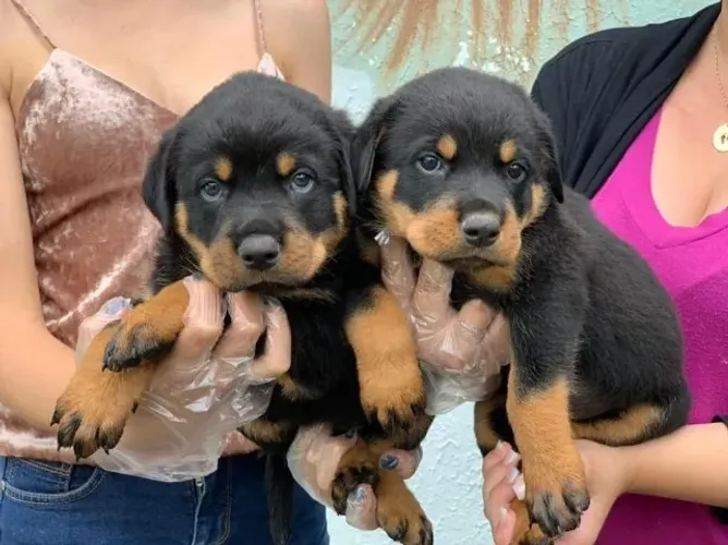 ROTTWEILLER LEALDADE O COMPANHEIRO PERFEITO PARA PROTEGER SEU AMOR