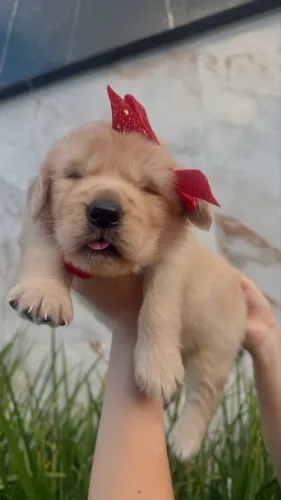 Filhotes alto padrão golden retriever 