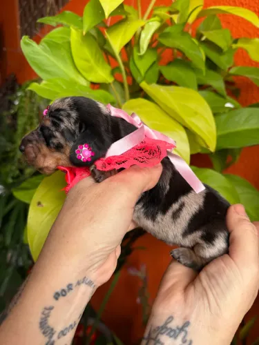 Basset dachshund anão filhotes 