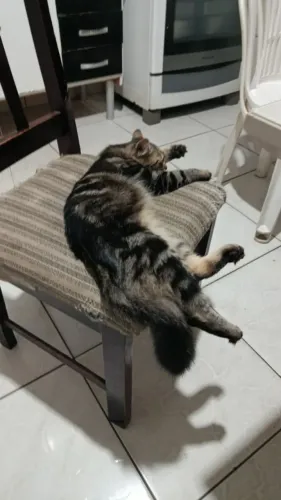 Doação de gato 