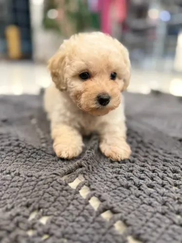 Poodle micro toy