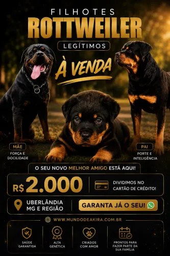 Filhote de rottweiler