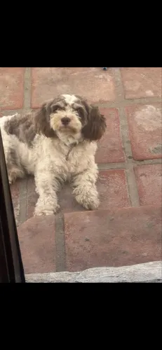 Cachorro dócil 