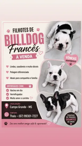 Bulldog francês