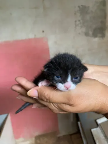 Lindos gatinhos já encomenda o seu 