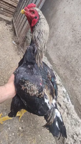 Frango novo