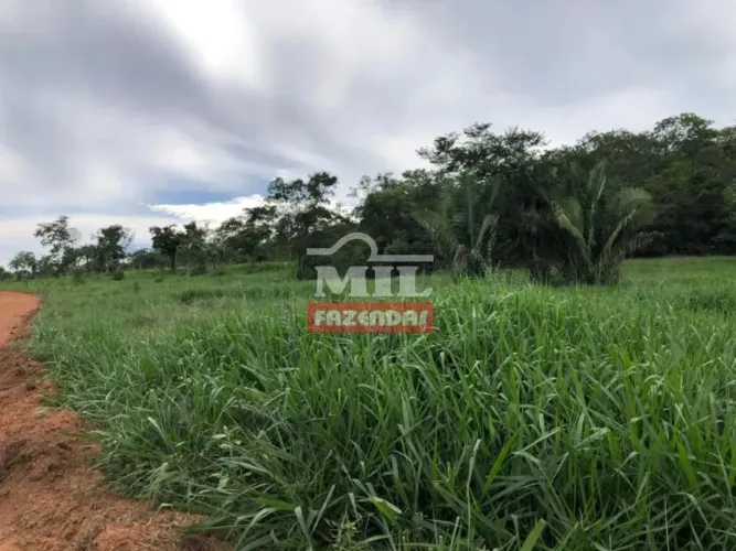 Fazenda 45 alqueires (217,8 hectares) Gurupi - To