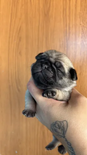 Pug femea 