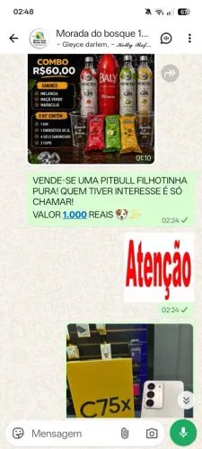 VENDE-SE UMA PITBULL FILHOTINHA PURA ?