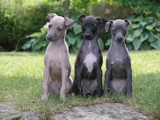 Galgo Italiano Machos e Femeas