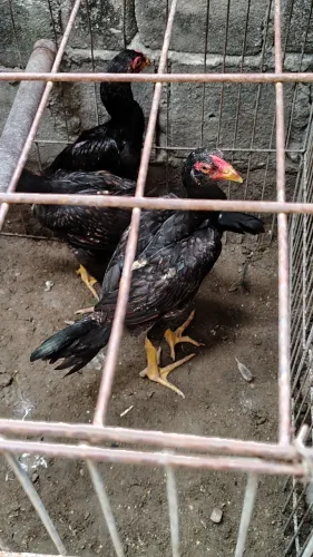 Vende-se quatro franguinhos da raça Mura com 2 meses valor individual r$ 60