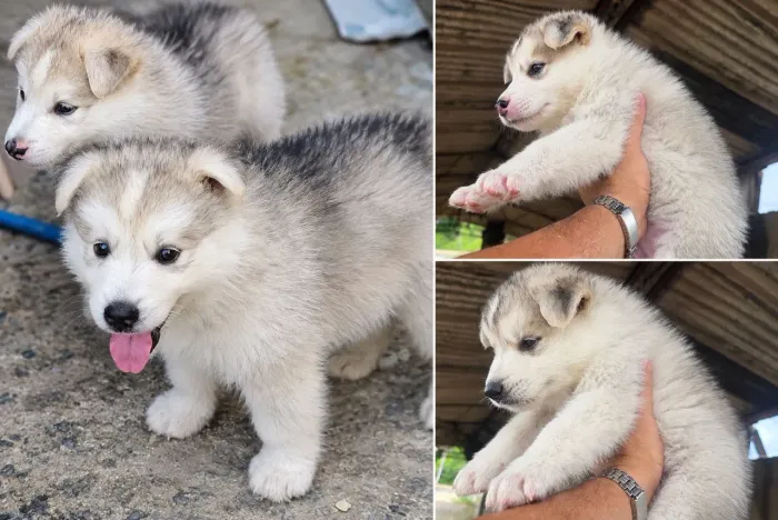 Vende-se filhotes de Husky Siberiano