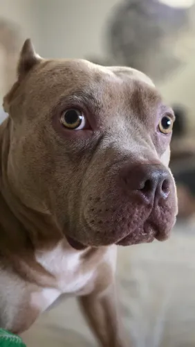 American bully em busca de namorada