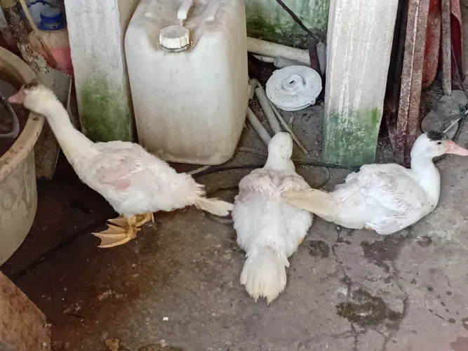Patos