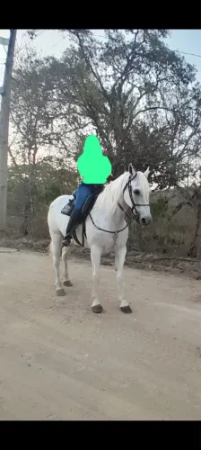 Cavalo Mangalarga Marcha Picada
