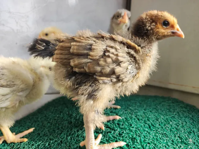 ? FRANGUINHAS ORPINGTON À VENDA - CRIATÓRIO GUAÍBA ?