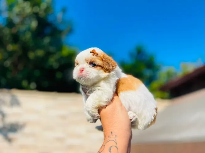 Lindos bebês de shih tzu macho e fêmea